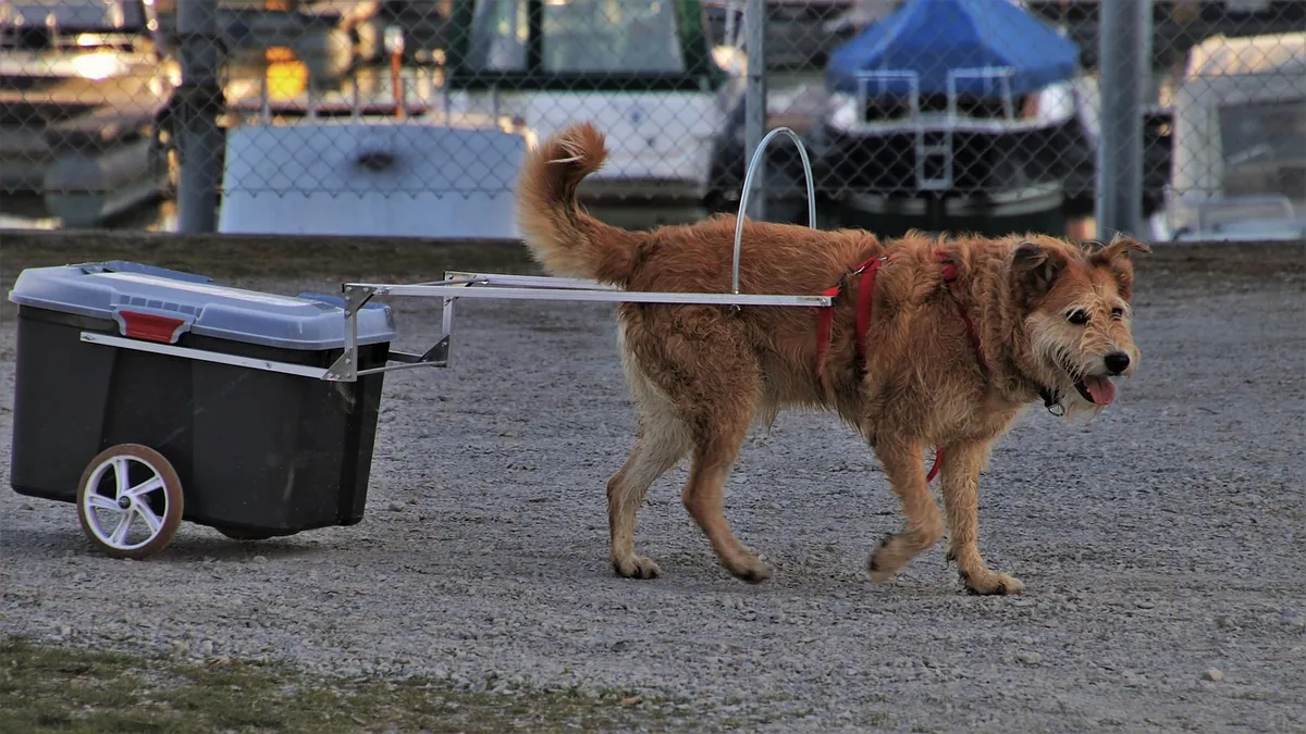 Why Is My Senior Dog Walking in Circles? Causes and Next Steps