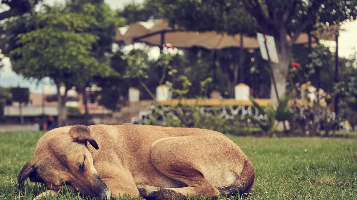 Why Is My Senior Dog Yelping in Sleep? Causes and Calming Tips