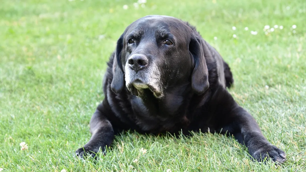 Why Is My Senior Dog Yelping Randomly? Pain, Spasms, and More