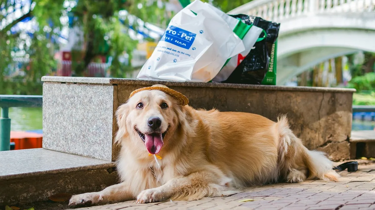 Sentinel for Dogs Side Effects: What to Watch For