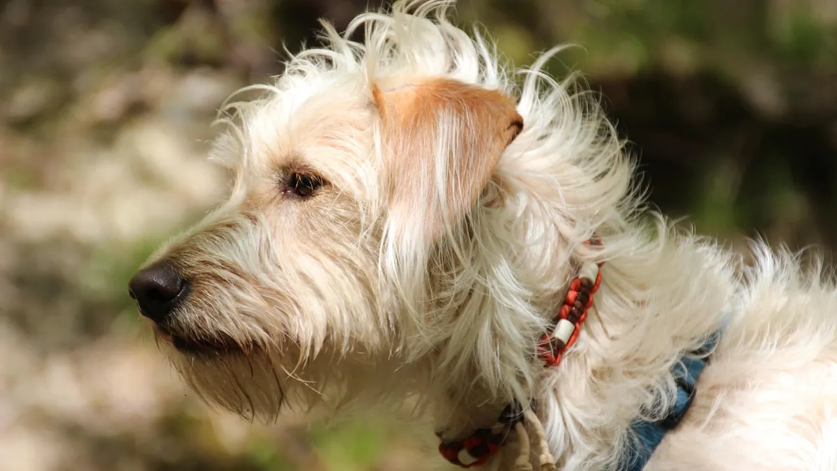 Does Sentinel for Dogs Cover Ticks and Fleas?