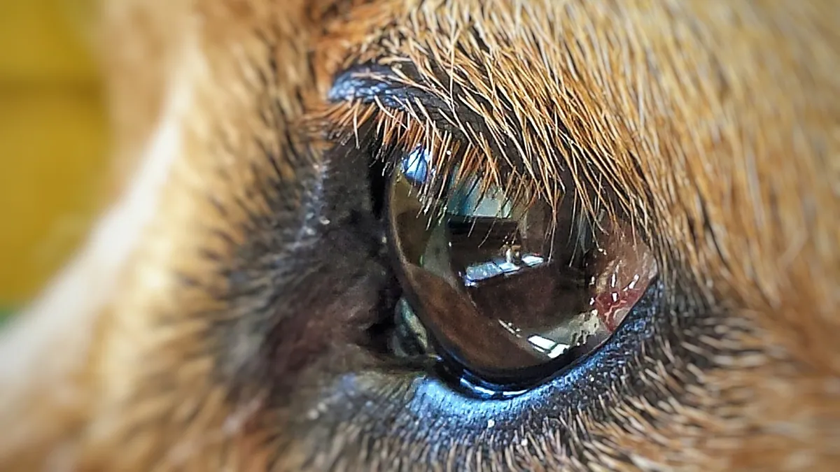 What Does Sentinel for Dogs Cover? Full Parasite List