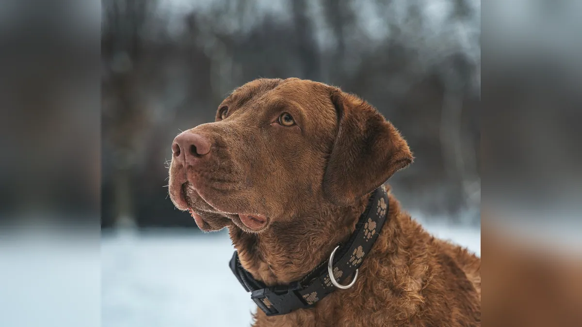 Sentinel for Dogs With Seizures: Is It Safe to Use?