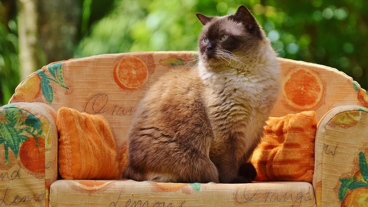 Is Sentinel Safe for Cats? Flea and Worm Prevention Facts