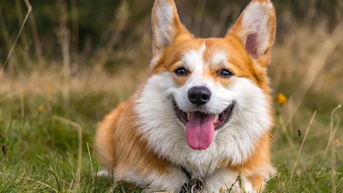 Sentinel vs Sentinel Spectrum for Dogs: What's the Difference?