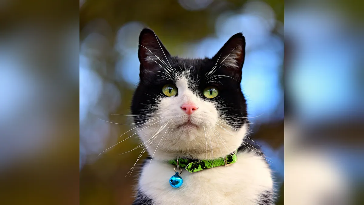 Seresto Collar for Cats: Safety, Reactions, and Alternatives