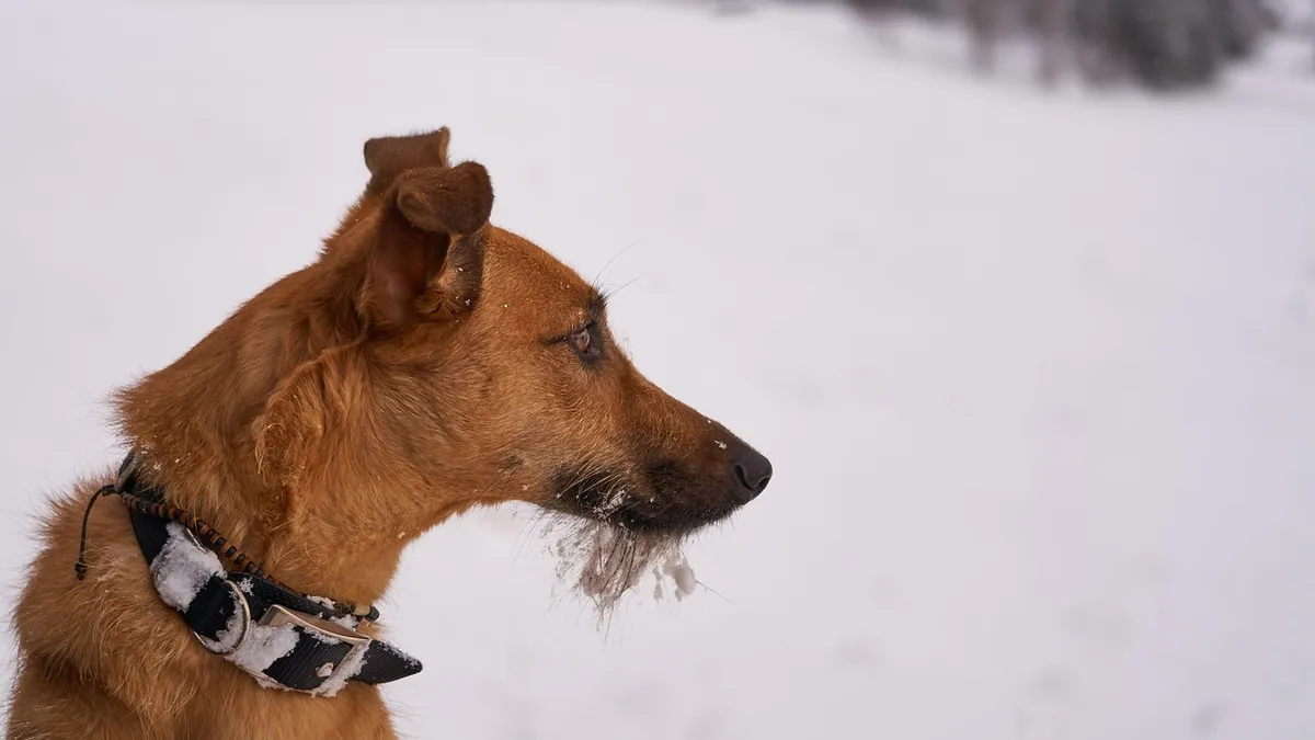 Seresto Collar for Dogs With Seizures: Is It Safe?