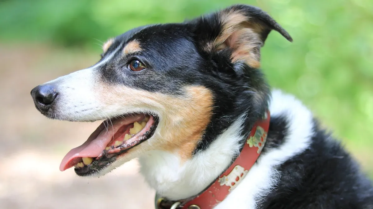 Seresto Collar Side Effects in Dogs: What to Watch For