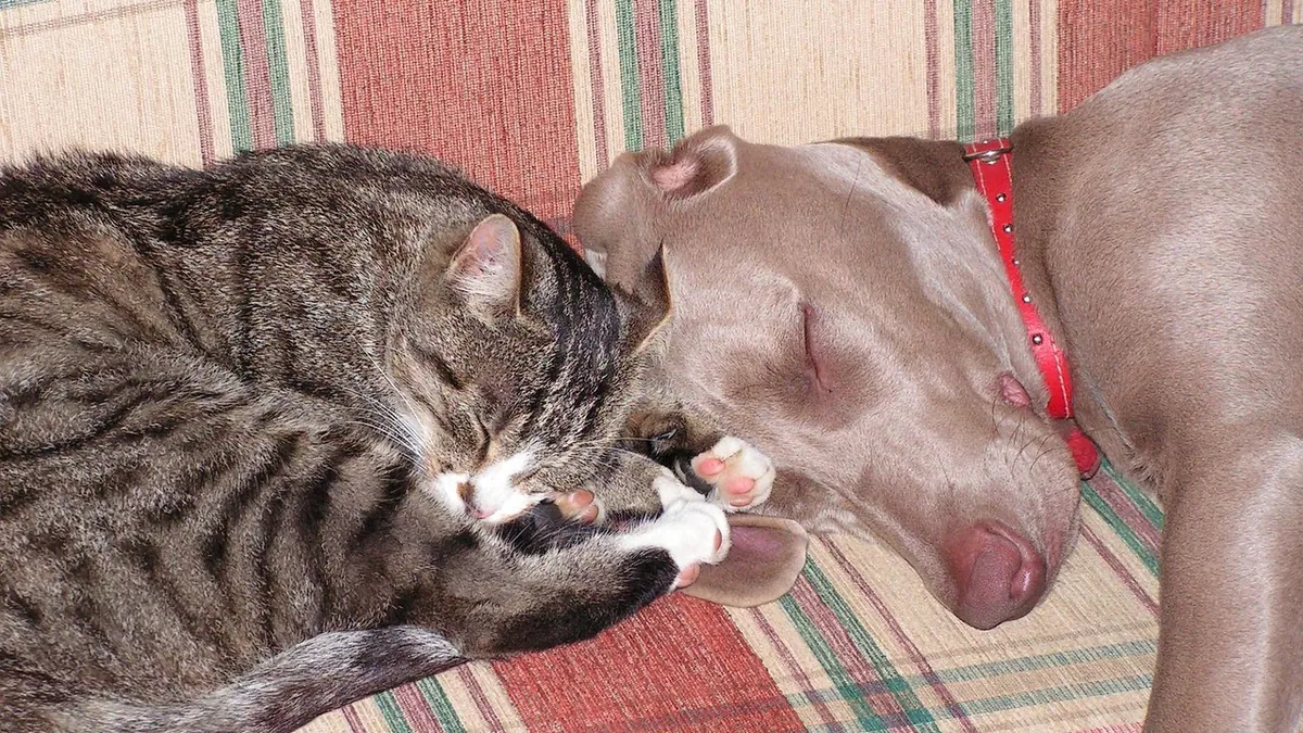 Seresto for Dogs and Cats: How the Collar Works