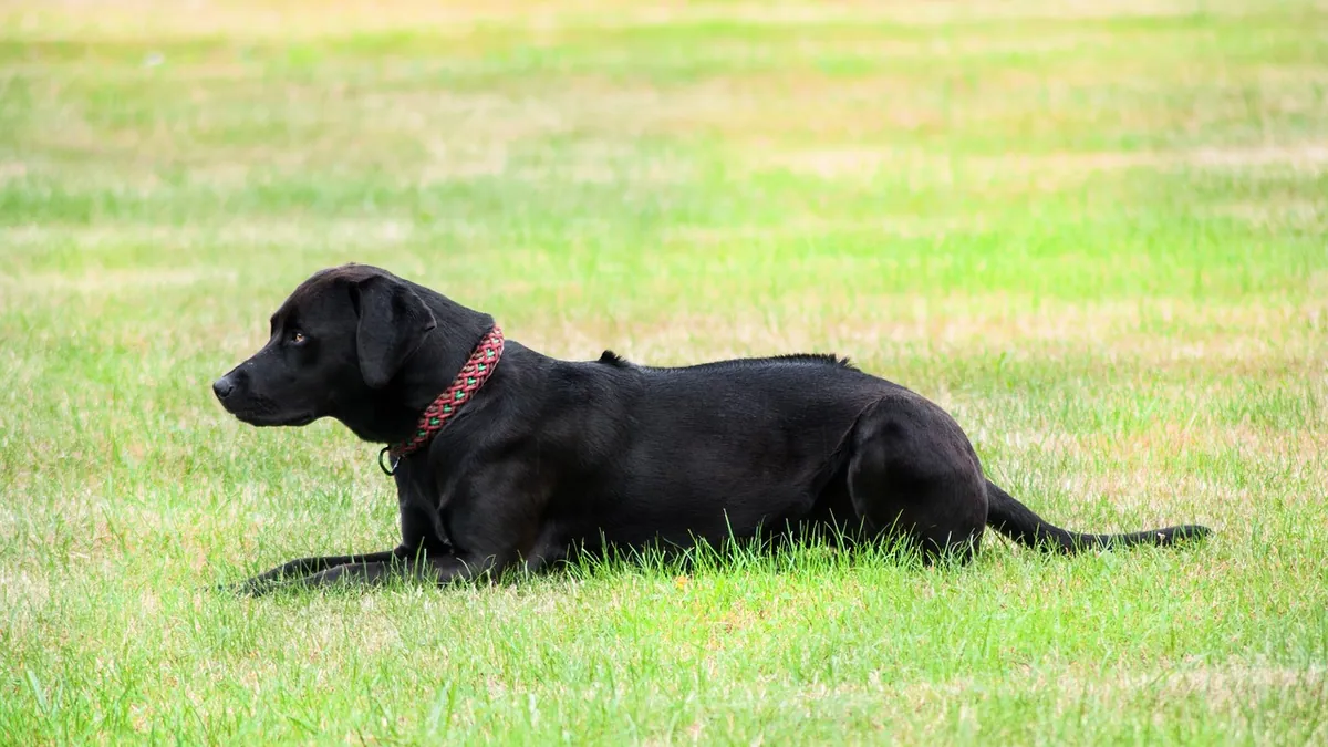 Seresto for Dogs Reviews: What Owners and Vets Say