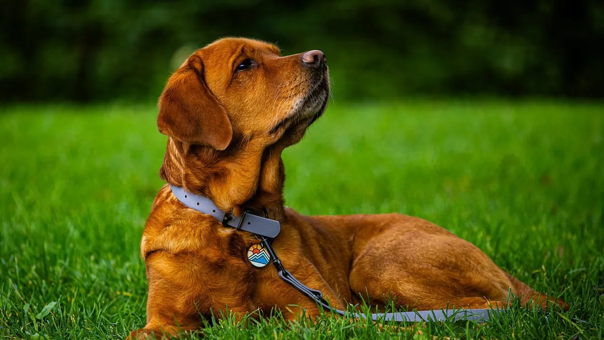 Seresto for Dogs: Sizes, Weight Ranges, and What to Buy