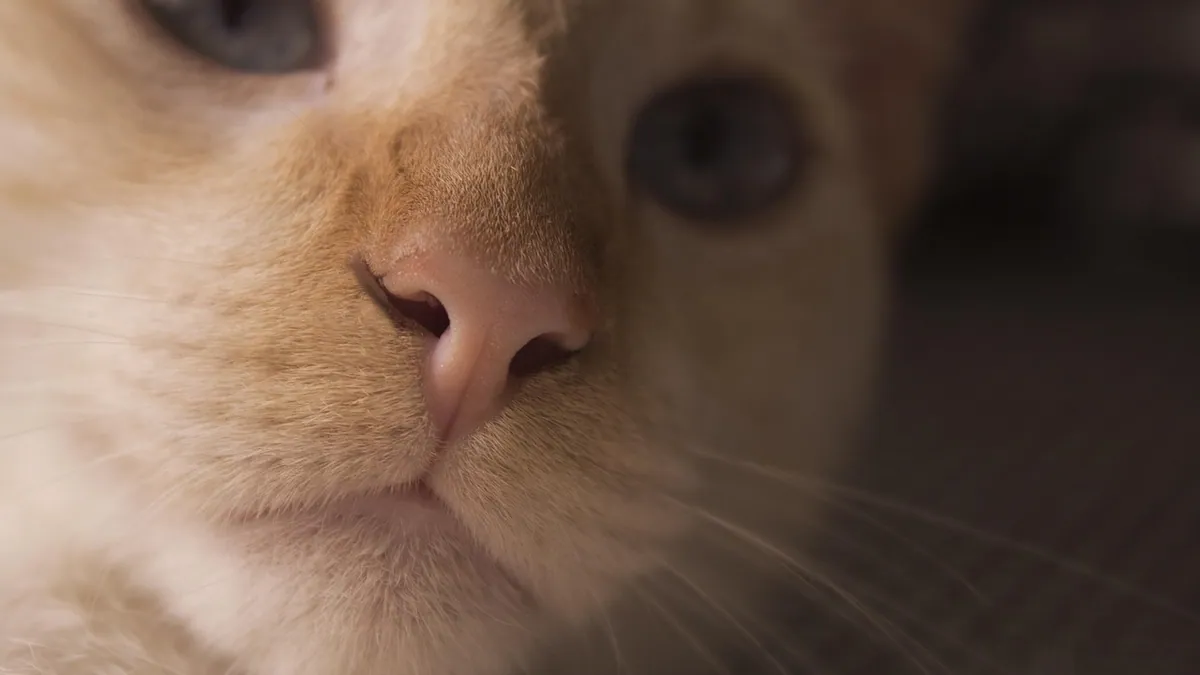 Shallow Breathing in Cats: Causes and When It's an Emergency