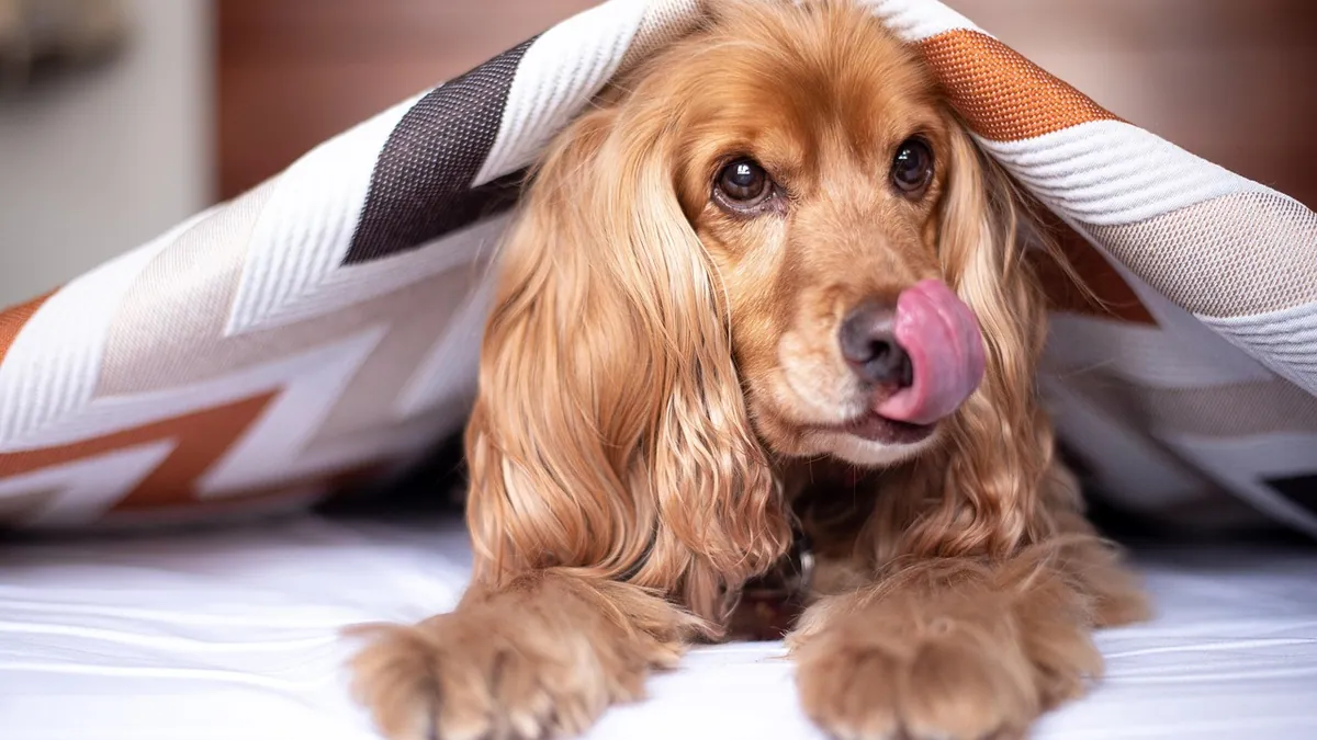 Should Dogs Lick Their Wounds? What Vets Say