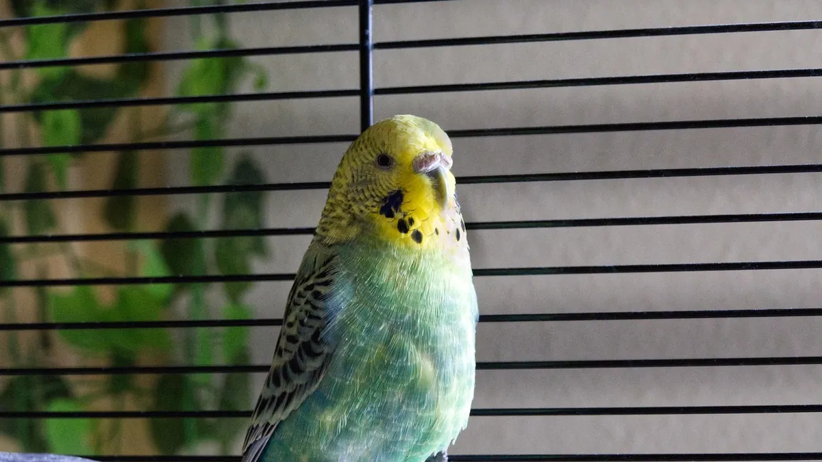 Sick Bird Droppings: What Budgie and Parrot Poop Means