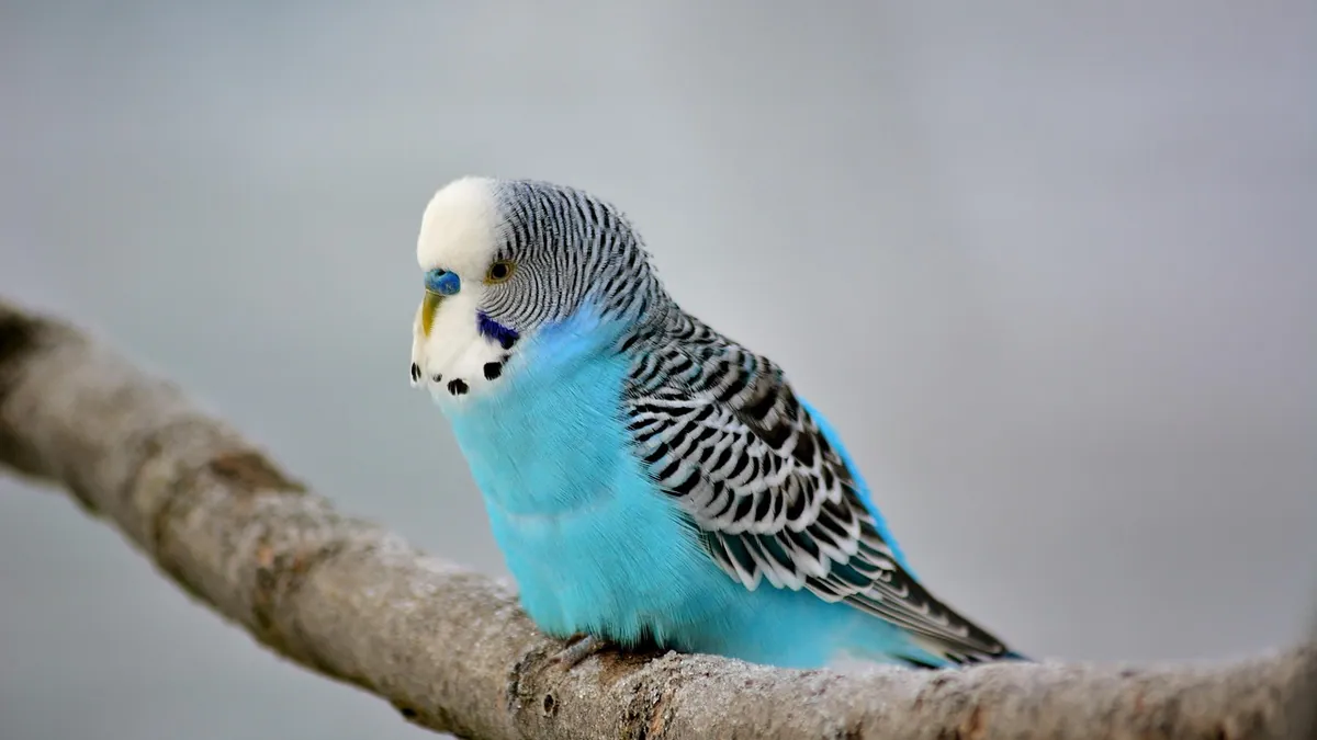 Signs of a Sick Budgie, Cockatiel, Turtle, or Tortoise