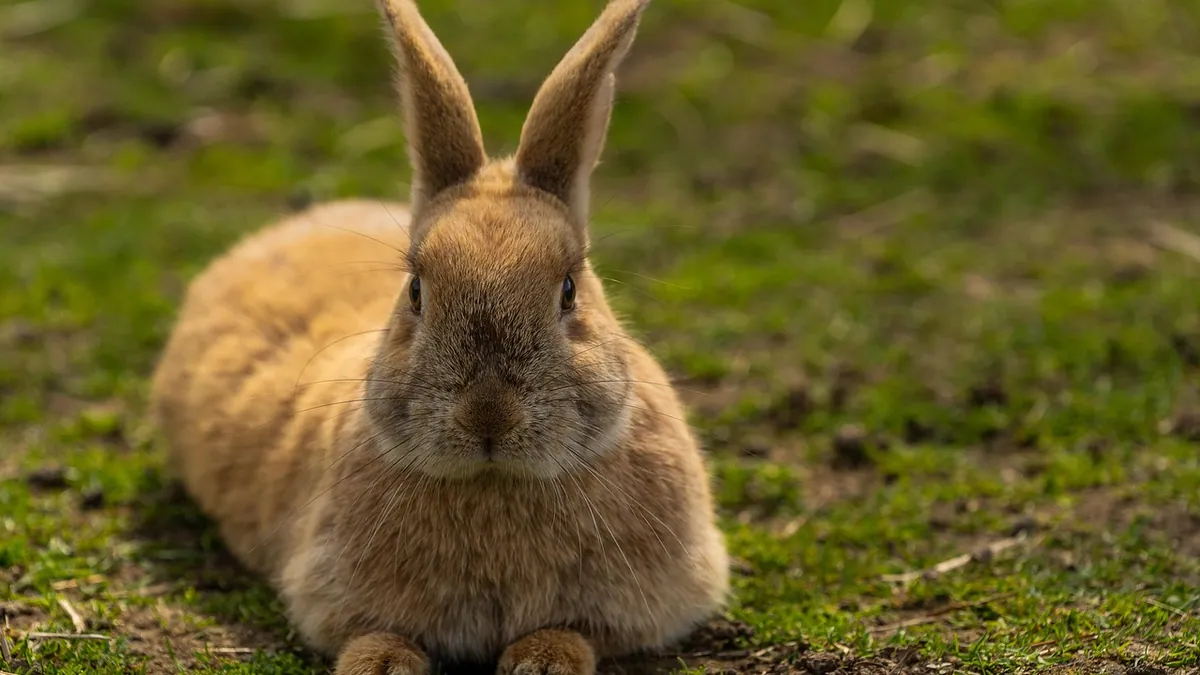 Sick Bunny Body Language: What to Look For