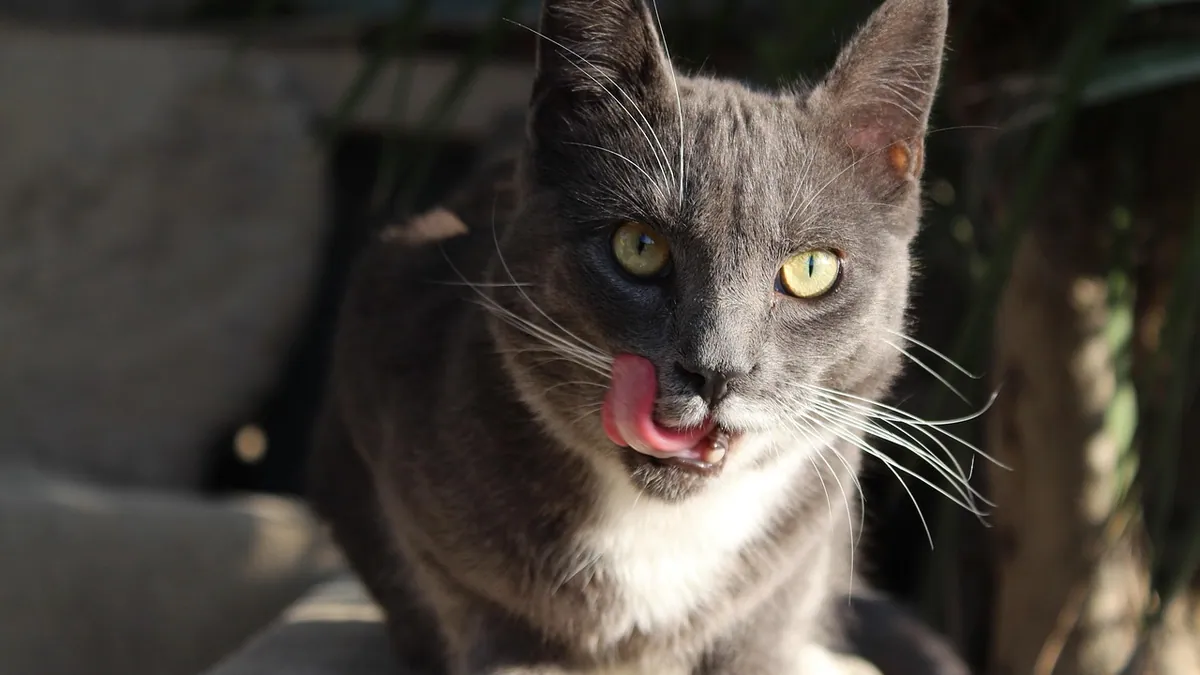 Sick Cat Body Language: Signs Your Cat Is Unwell