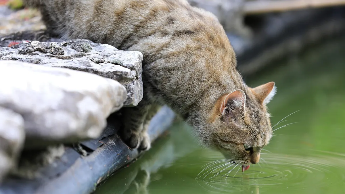 How to Get a Sick Cat to Eat and Drink