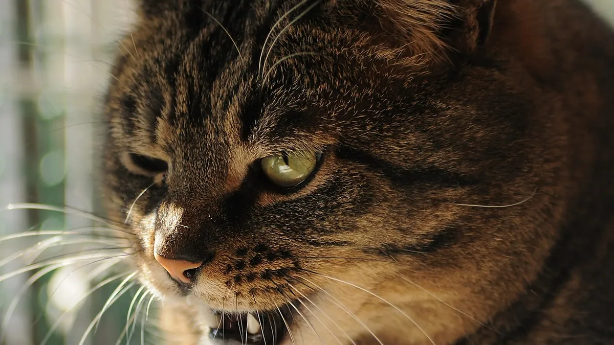 Sick Cat Face: What Facial Signs Mean