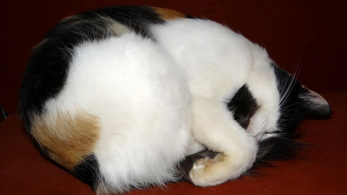 Sick Cat Sleeping Positions: What They Tell You