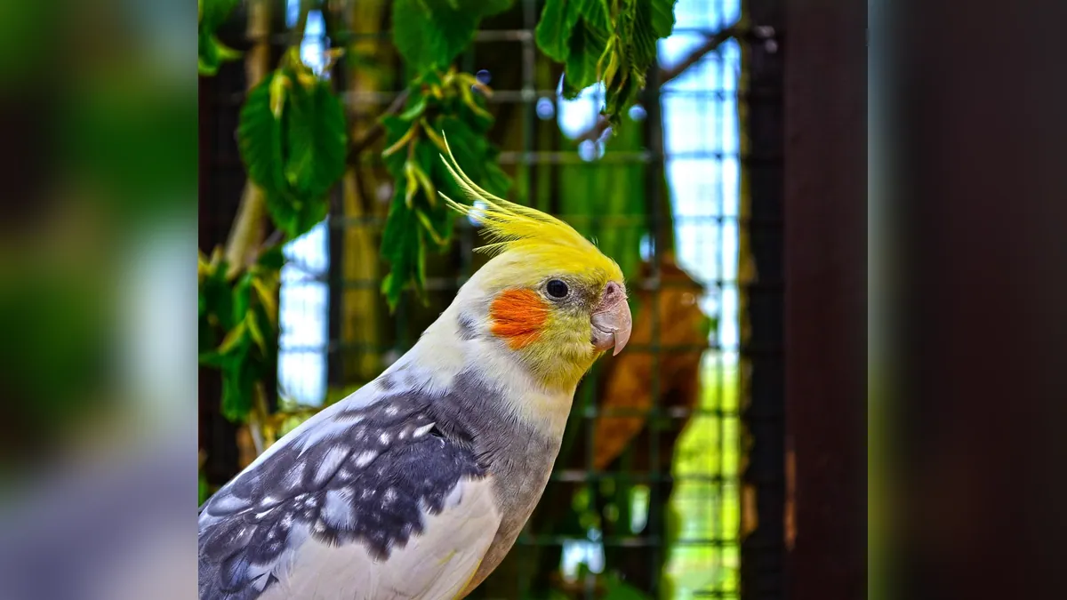 Sick Cockatiel Poop: Green, Watery and Runny Droppings