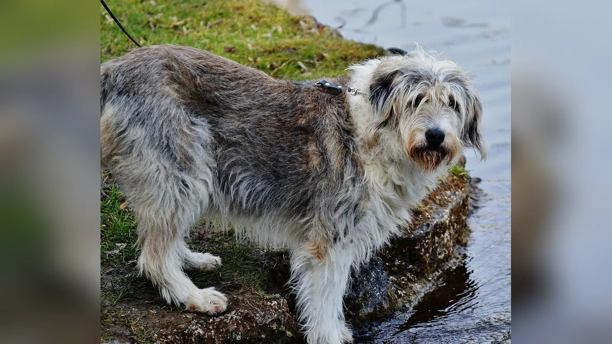 How to Get a Sick Dog to Drink and Eat Again