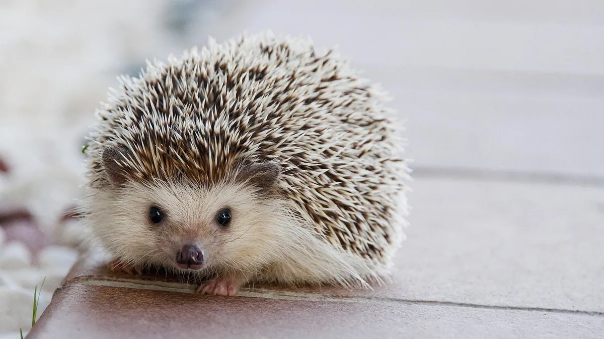 Sick Hedgehog: What to Do Right Now