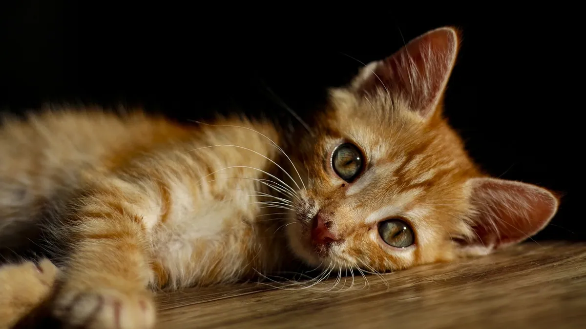 Sick Kitten Signs: Behavior, Crying, and Lethargy Explained