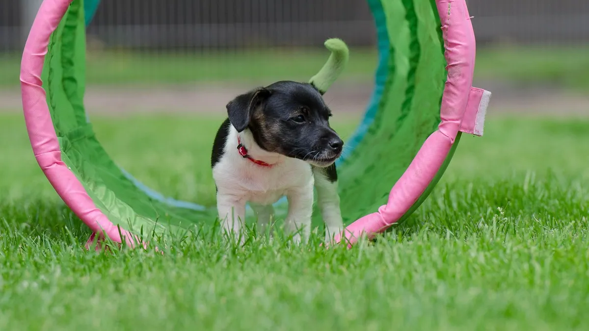 Sick Puppy or Dog: When to Call the Vet