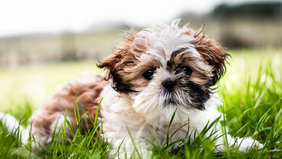 Sick Puppy Symptoms: How to Tell and What to Do