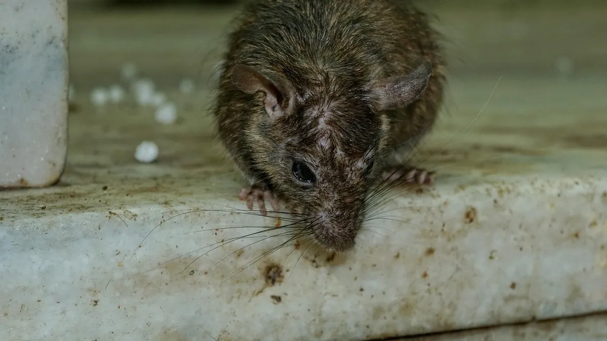 Sick Rat Symptoms: Early Signs to Watch For