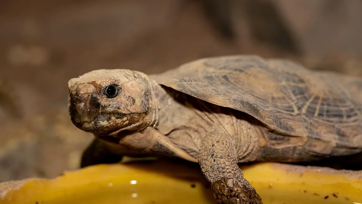 Treating a Sick Tortoise or Turtle: What Owners Can Do