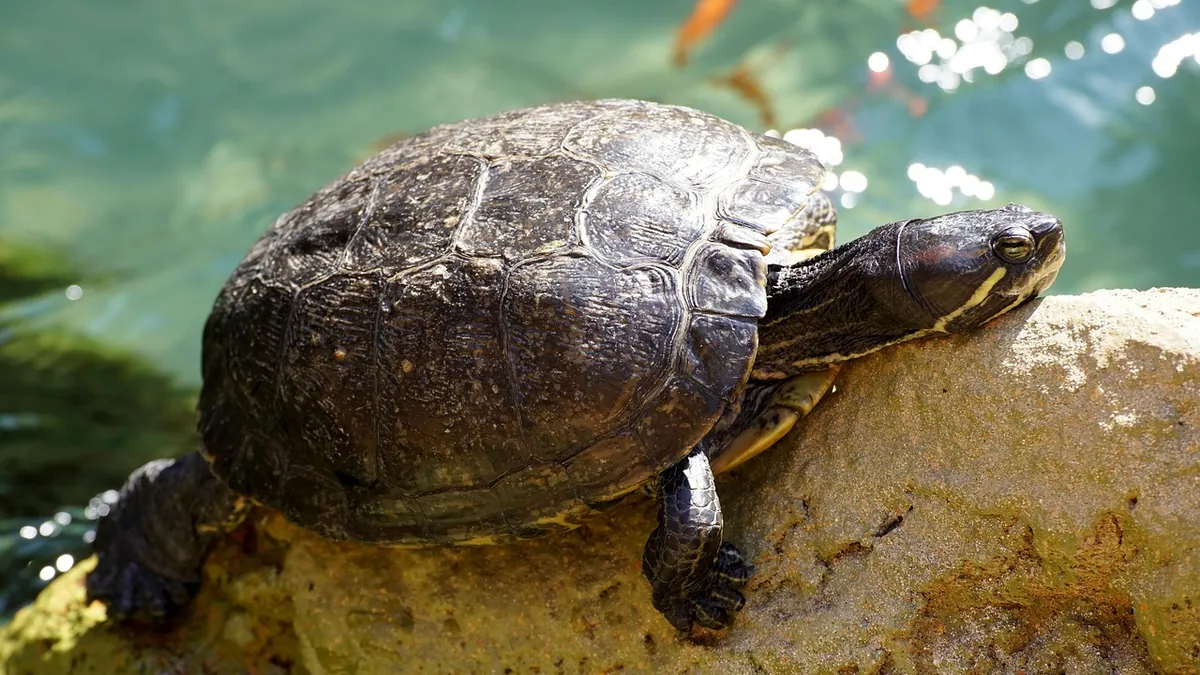 Sick Turtle Shell: Soft, Flaking or Discolored Shells