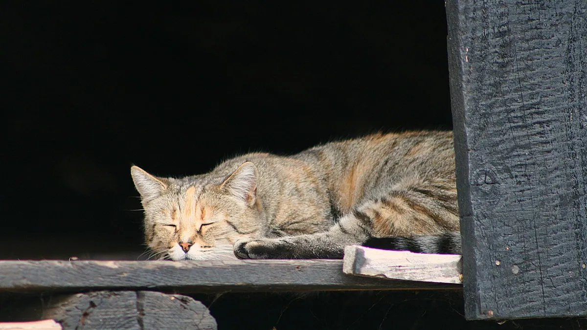 Signs Your Cat Is Getting Old: Aging Stages Explained