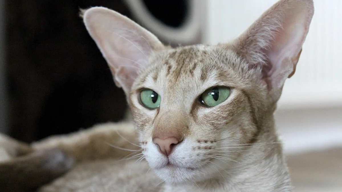 Signs Your Cat Is Going Deaf: Symptoms to Watch For