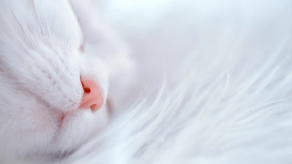 Signs Your Cat Is Dying: What to Expect
