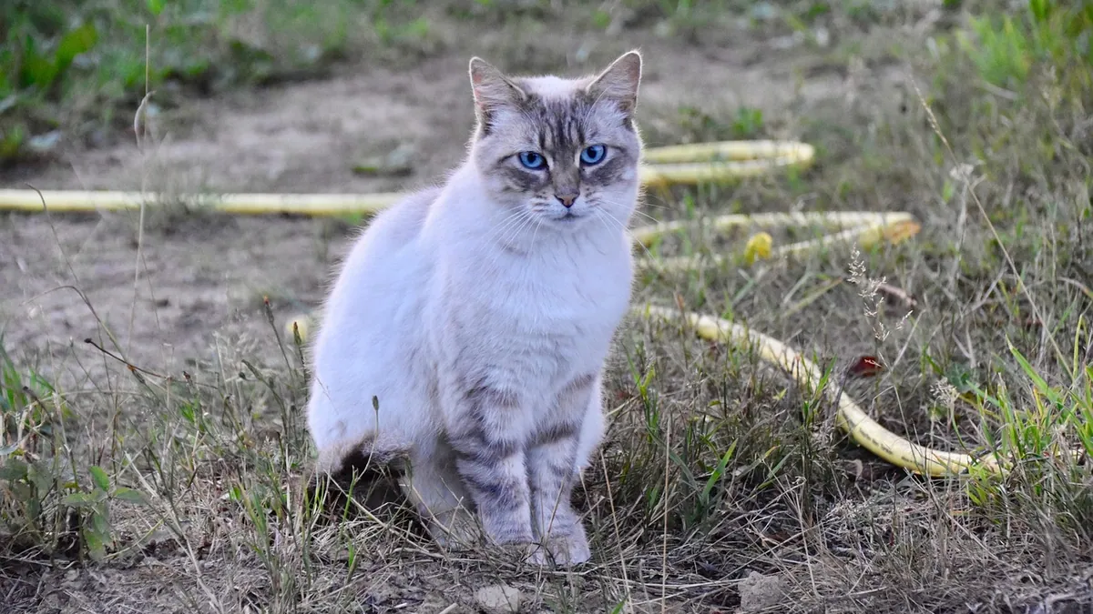 How to Tell If Your Cat Just Mated: Signs to Look For