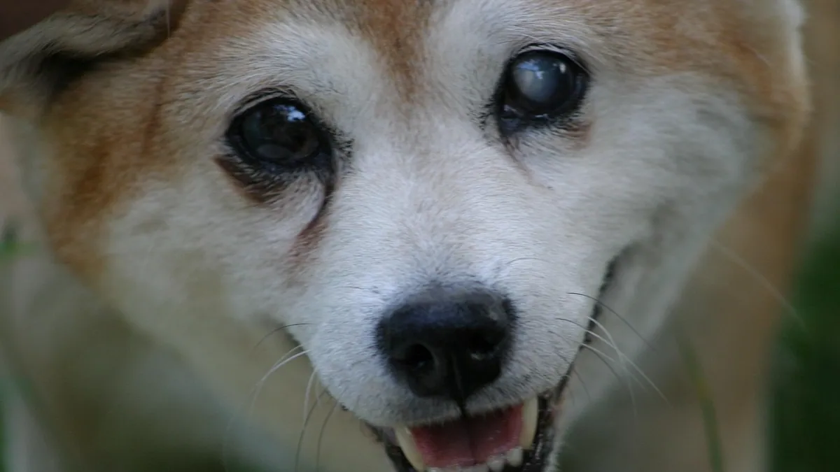 Is My Dog Going Blind? Early Signs and What Helps