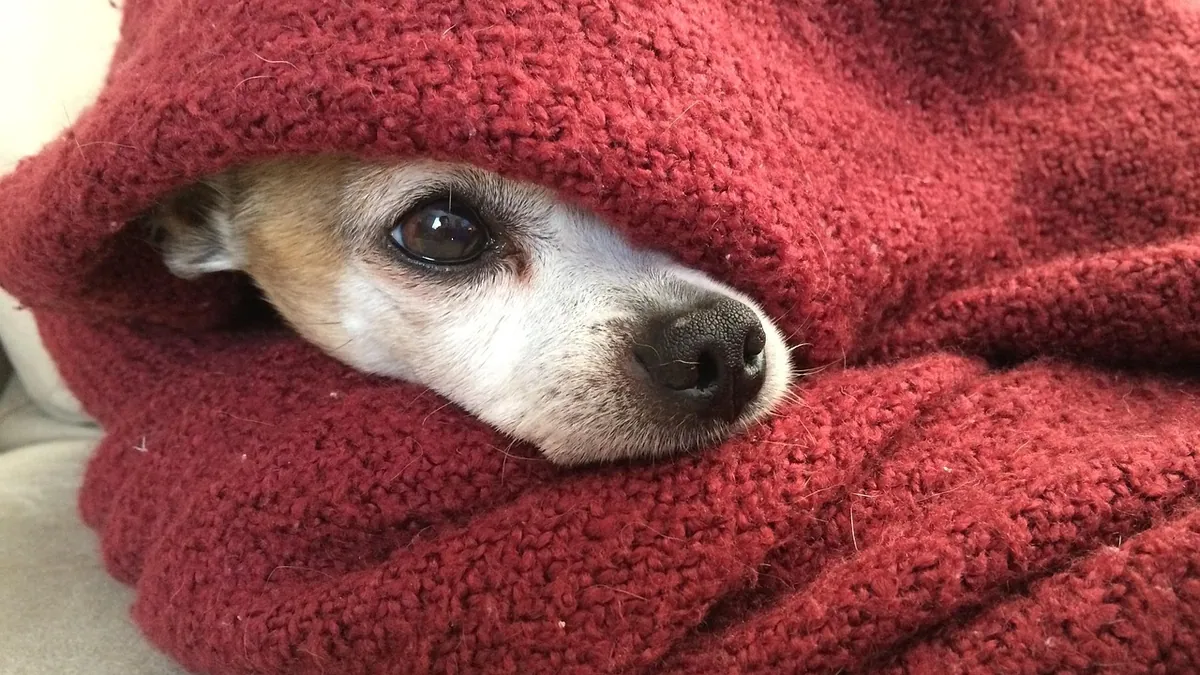 Signs a Dog Is Dying: What to Expect and How to Help