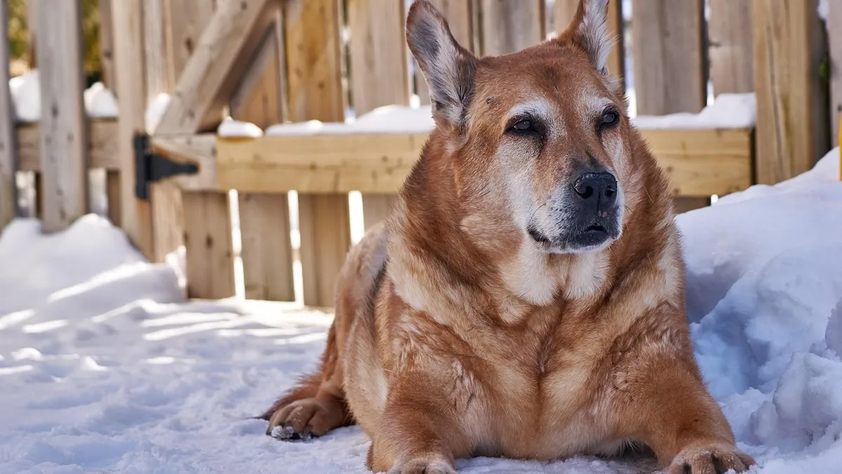 Signs of Dog Aging: Normal Old Age vs. Decline