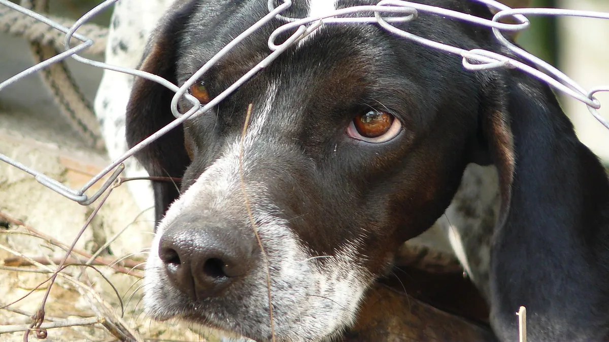 Signs of Internal Bleeding in Dogs: When to Act