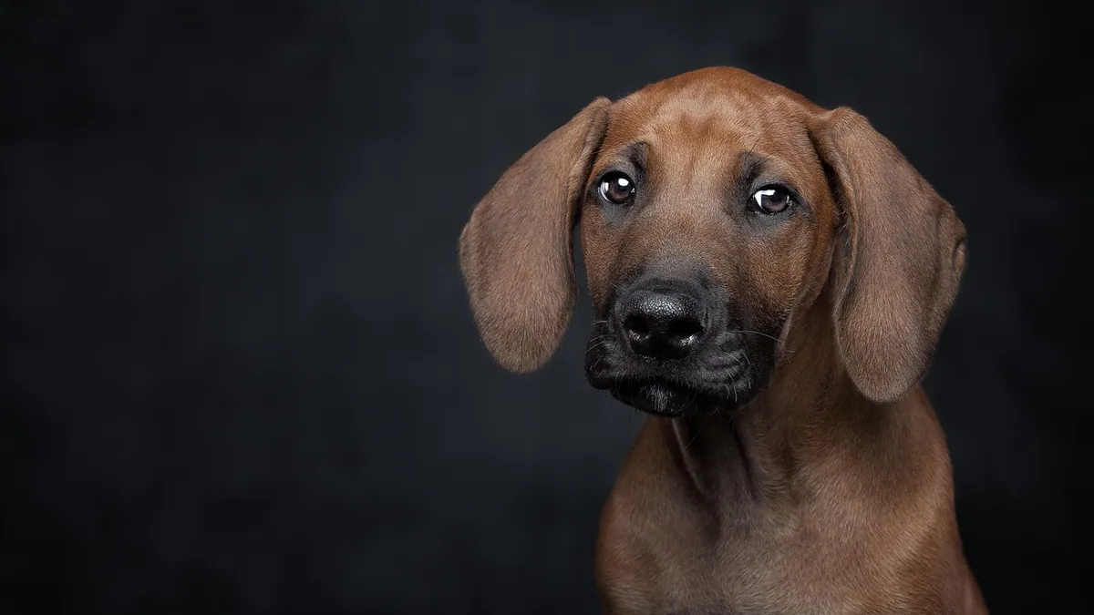 Signs of Nausea and Vomiting in Dogs: Causes and Care