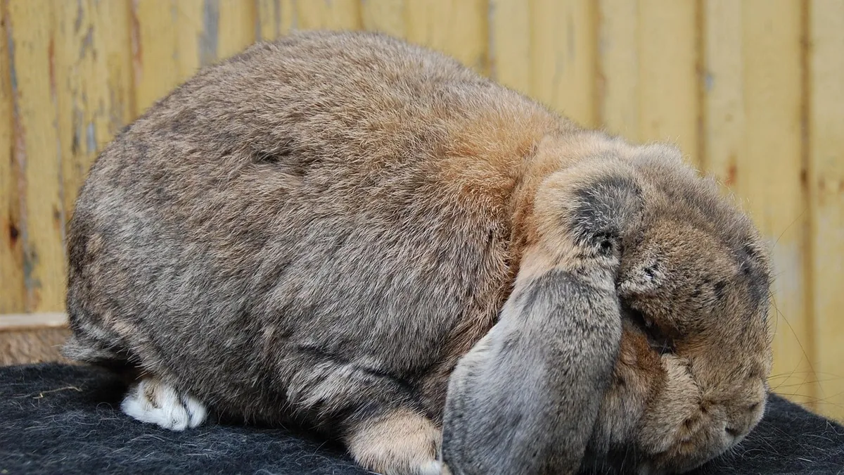 How to Tell If Your Small Pet Is Dying: Signs to Watch