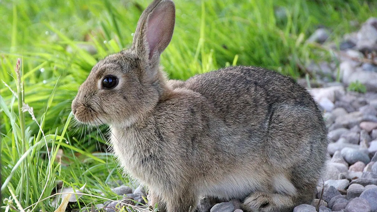 How to Tell If Your Small Pet Is Sick: Early Warning Signs