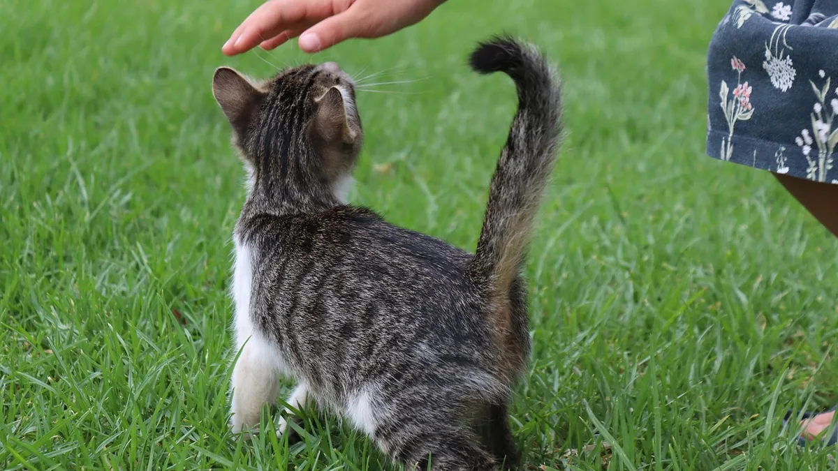 How to Tell If Your Cat Trusts You: Signs and How to Build It