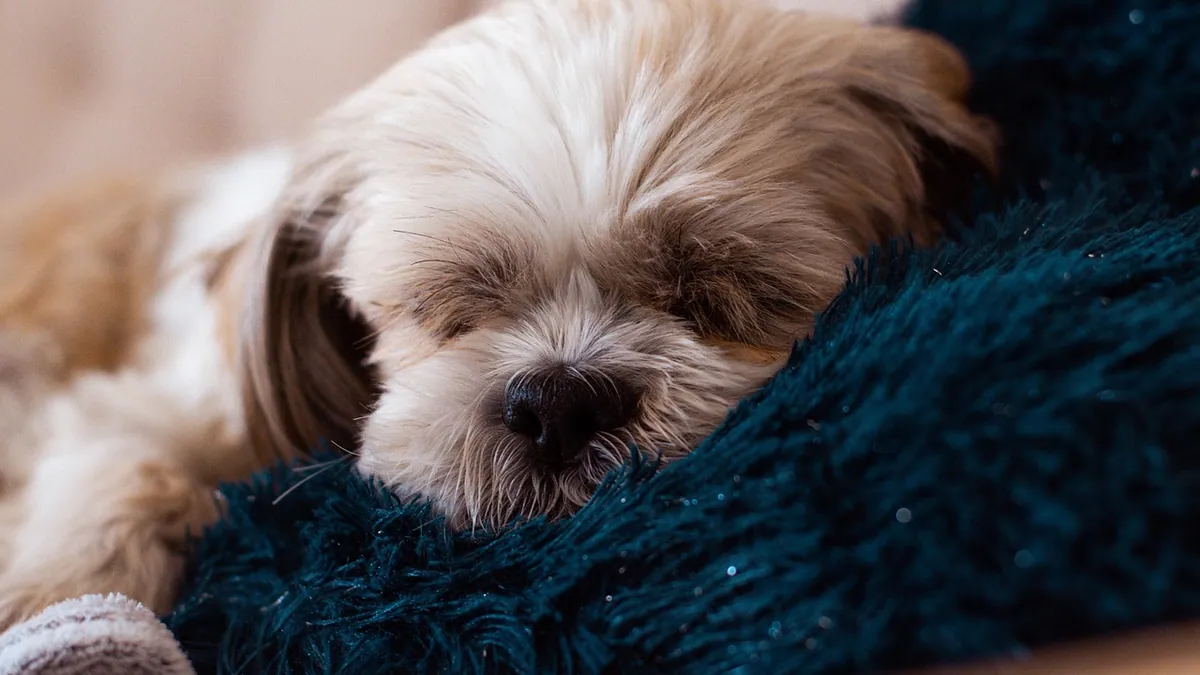 Silent Heart Attack in Dogs: Does It Happen?