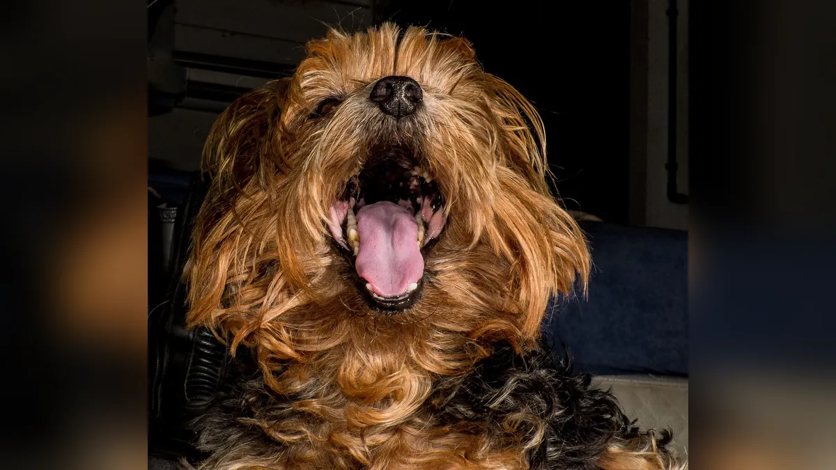 Sileo for Dogs: Dosage, How to Use, and How Long It Lasts