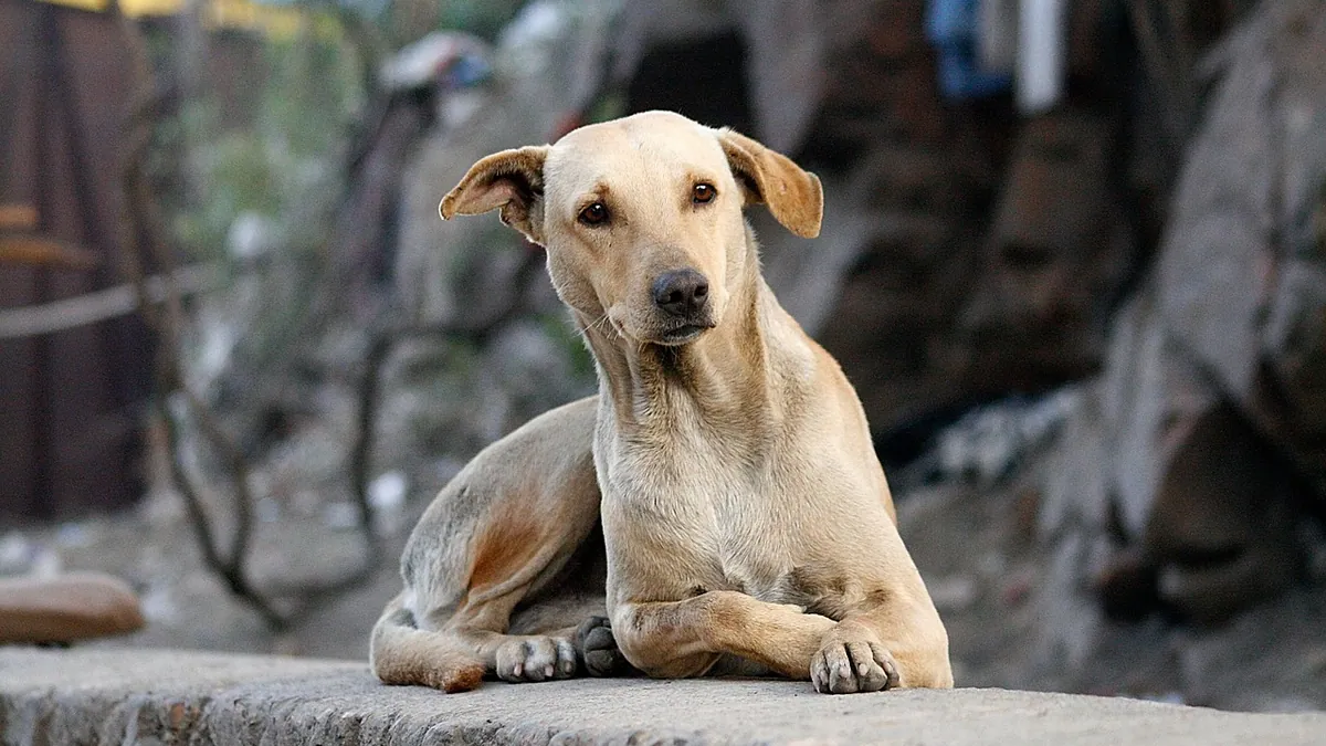Sileo for Dogs: Can It Help With Nail Trims?