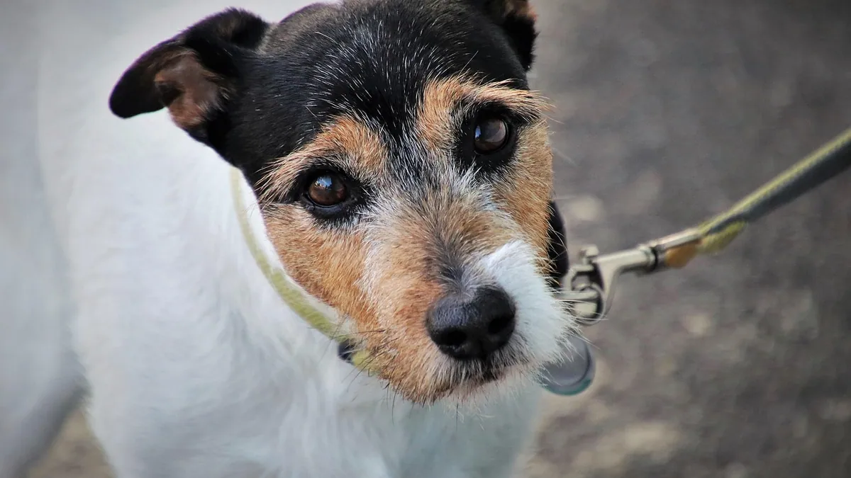 Sileo for Dogs: Side Effects and What to Expect