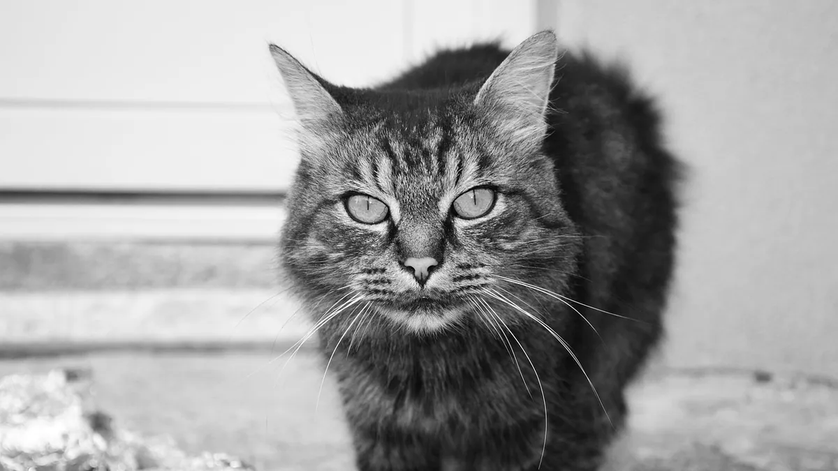 Is Silica Gel Harmful to Cats? Packets, Litter, and Sileo